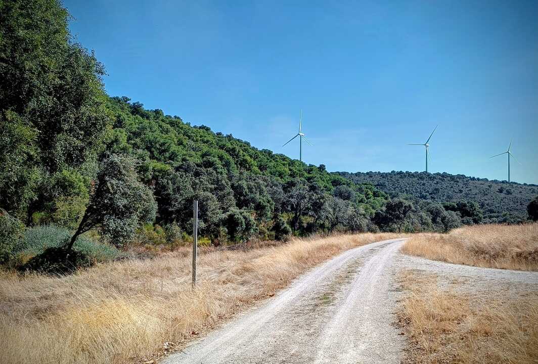 Alcornocal de Cerezal, el más extenso de la Península