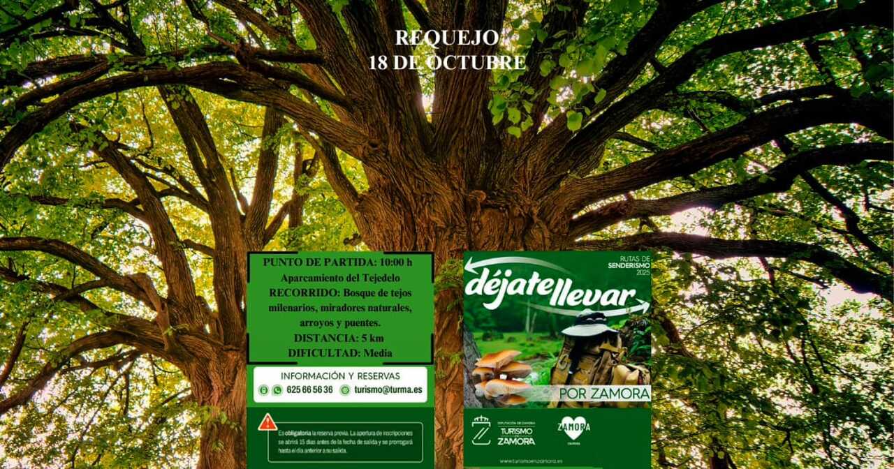 Dejate Llevar por Zamora Requejo