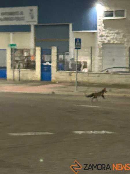 un zorro en Zamora _3