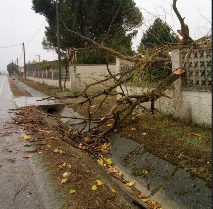 Arbol caído entre Villalazán y Villaralbo_2