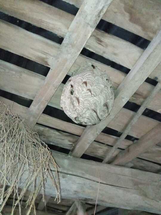 Nido de Avispa Ventulina Viñas de Aliste (2)