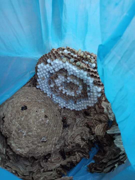 Nido de Avispa Ventulina Viñas de Aliste (3)