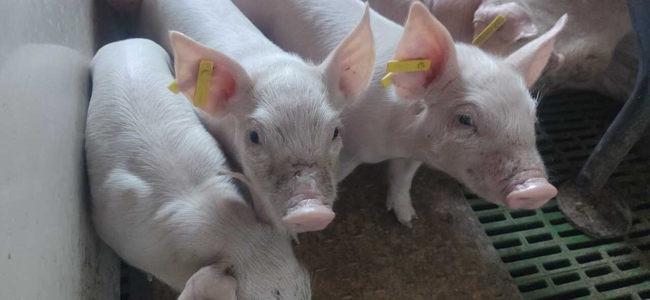 cochinillos salvación  (15)