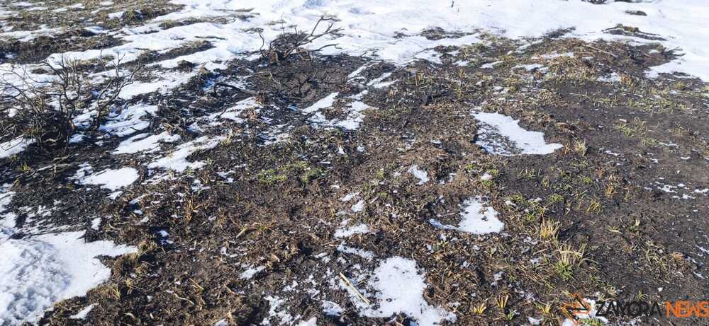 sanabria peces frío_58