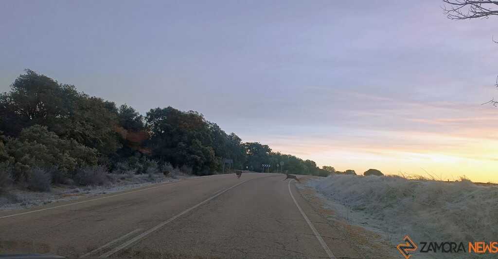 Corzos cruzando la carretera_4