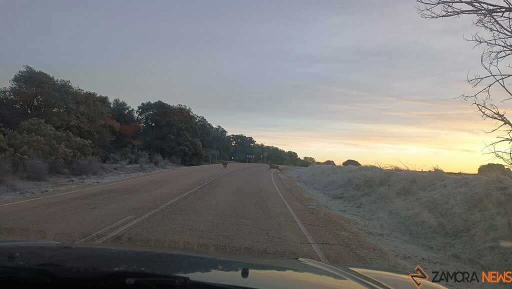 Corzos cruzando la carretera_3