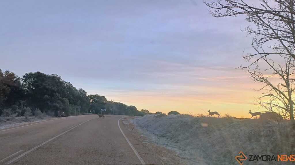 Corzos cruzando la carretera_2