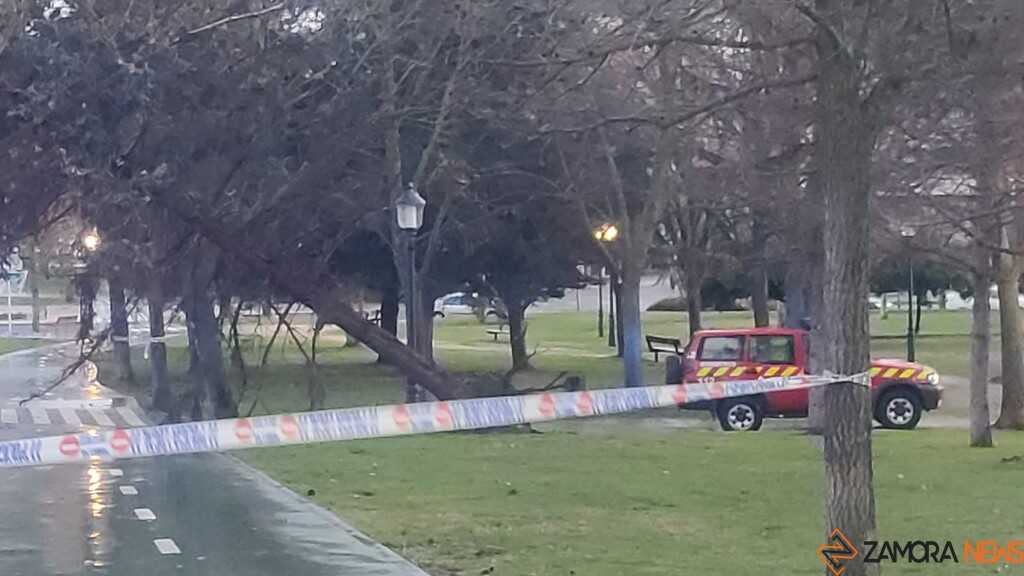 Caida de un árbol en Zamora _3