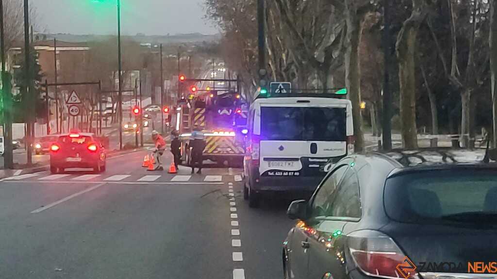 Caida de un árbol en Zamora 