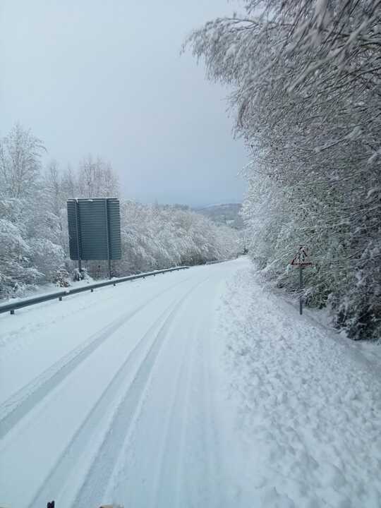 temporal Ingrid  (1)