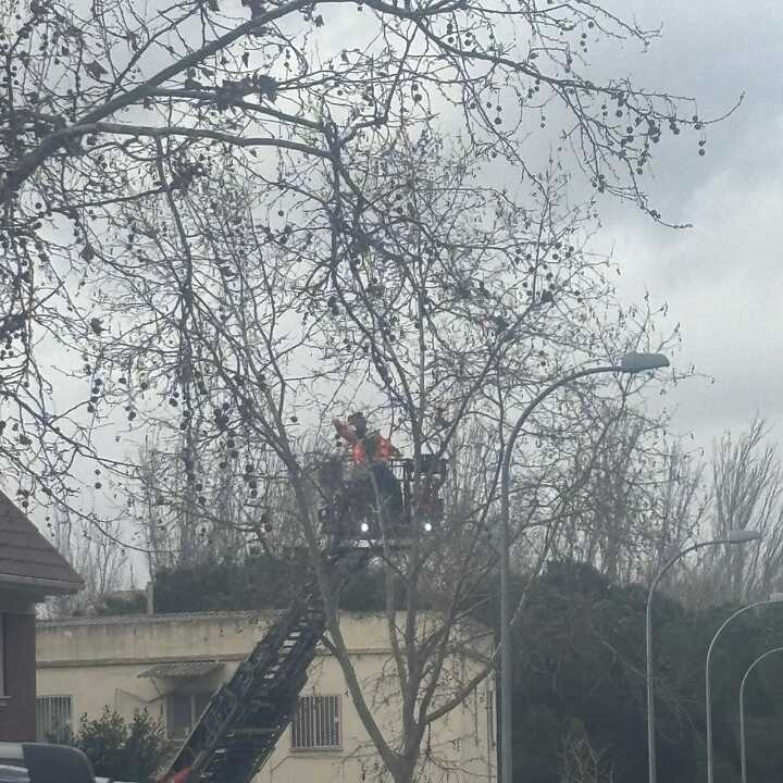 caida de árbol en Calle doctor Fleming (1)