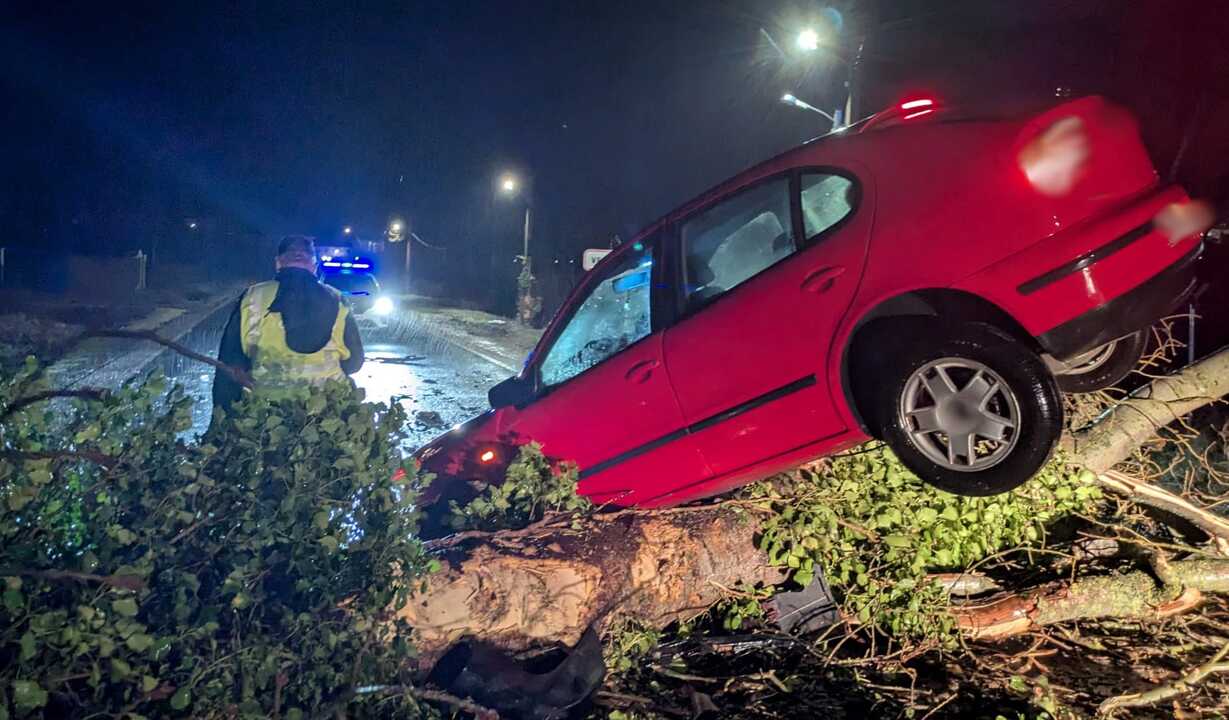 accidente de coche por la caida de un árbol  (1)