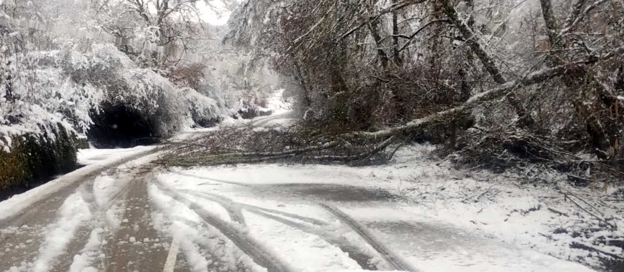árbol caído sanabria