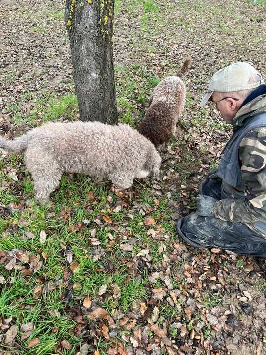 Buscando trufas