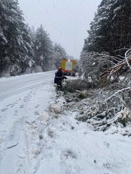 caida de árboles en Sanabria  (2)