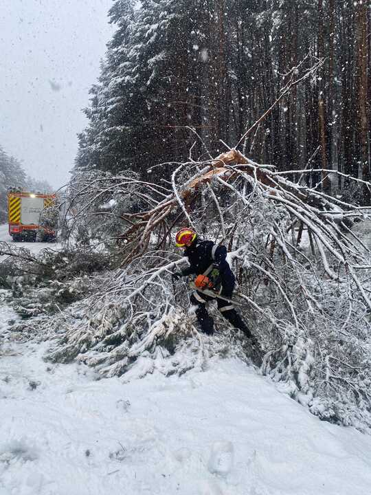 caida de árboles en Sanabria  (1)