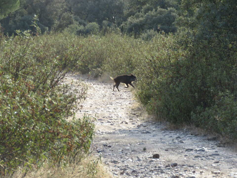 Jabalí en Monte la Reina