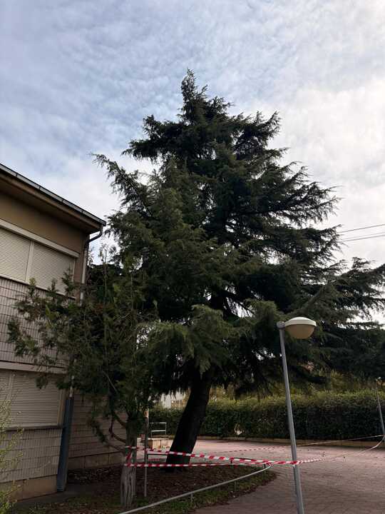 árbol Alejandro Casona