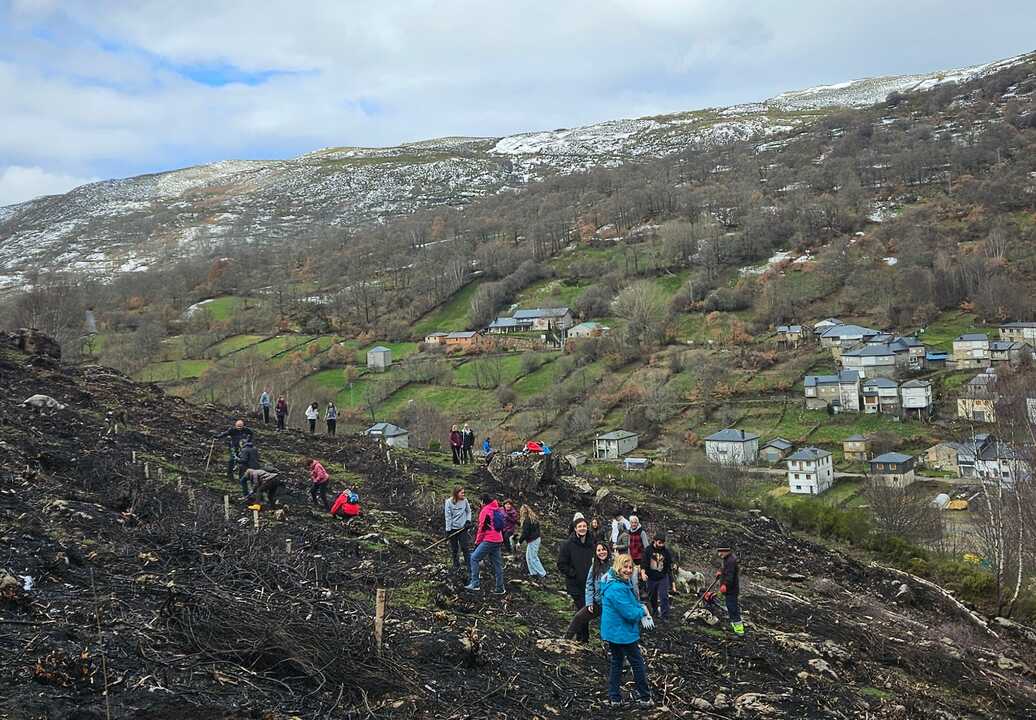 reforestación en Porto de Sanabria  (2)