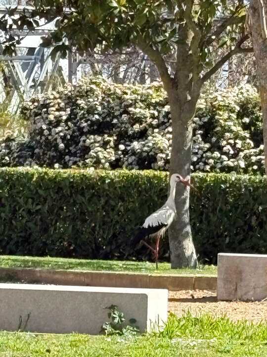 Una cigueña paseando tranquilamente por las inmediaciones del Puente de Hierro