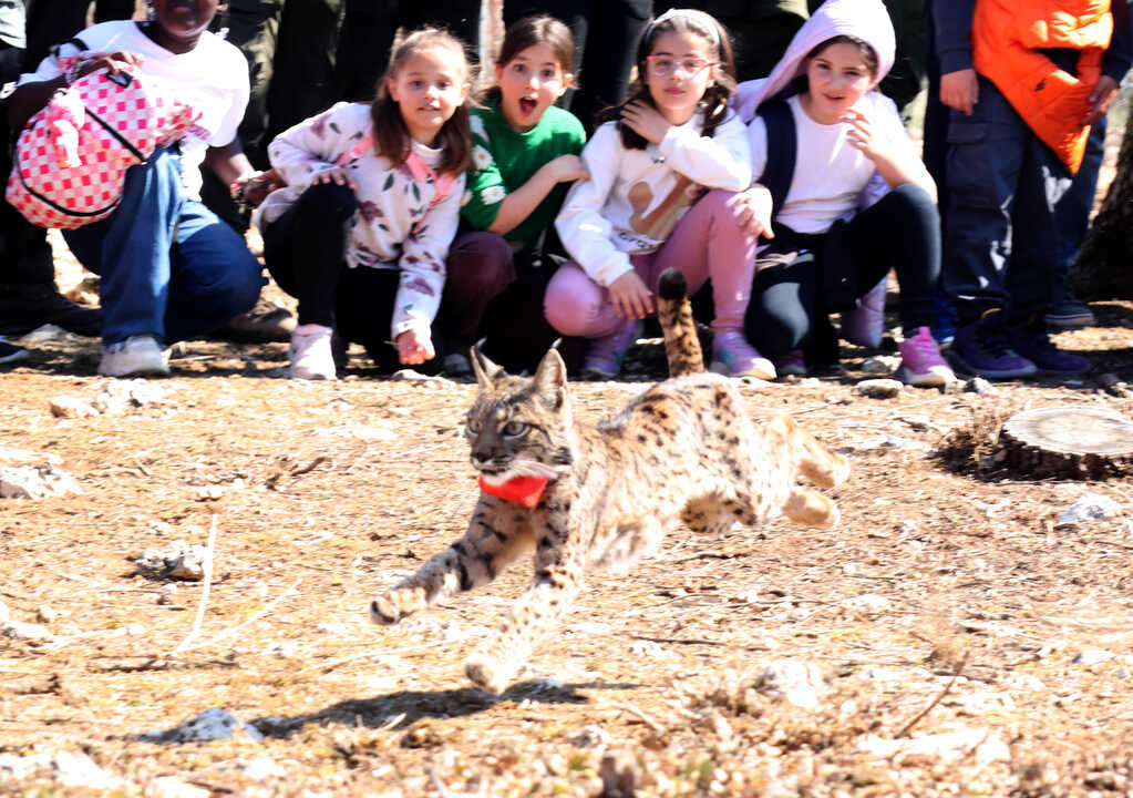 Suelta de un lince