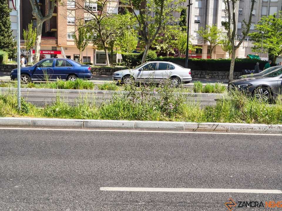 maleza Cardenal Cisneros 