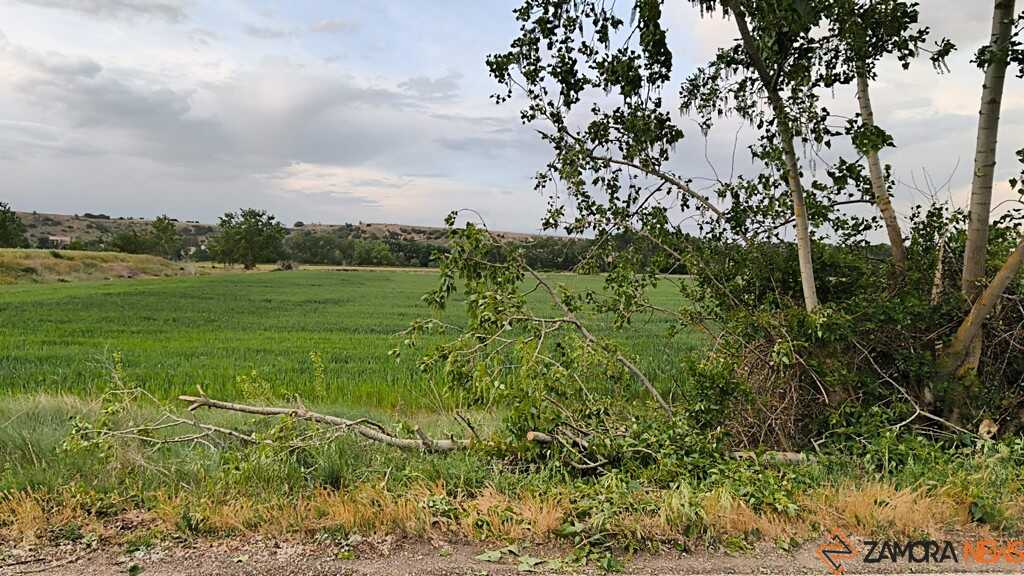 árbol caído en Carrascal 
