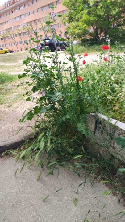 Parque Consejo de Europa 1