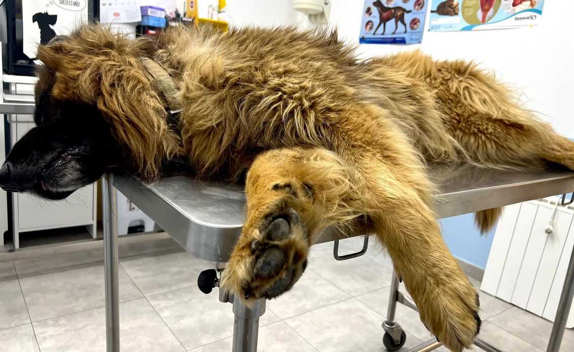 Bimbo en la clínica veterinaria