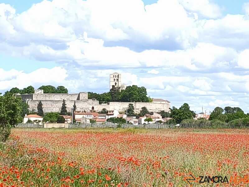 campos de ampolas en Zamora _3