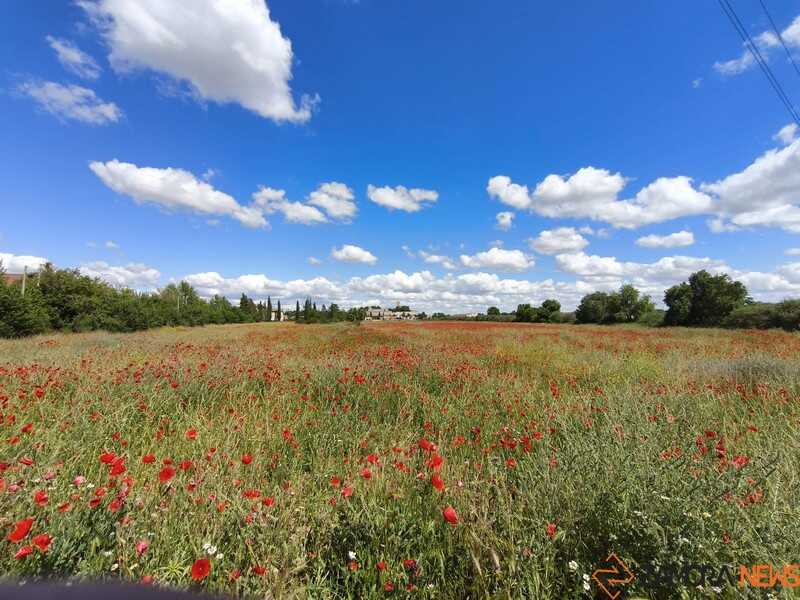 campos de ampolas en Zamora _2