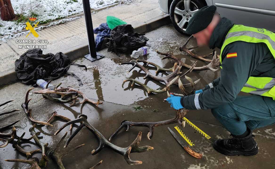 cerca de 100 kilos de astas de ciervo y gamo robadas Zamora  (2)