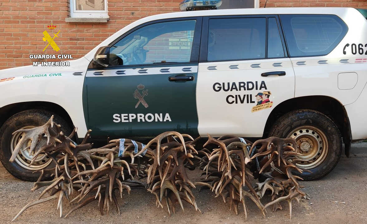 cerca de 100 kilos de astas de ciervo y gamo robadas Zamora  (3)