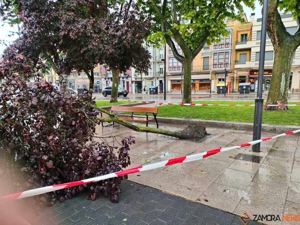 Arbol caído Plaza de La Marina _2