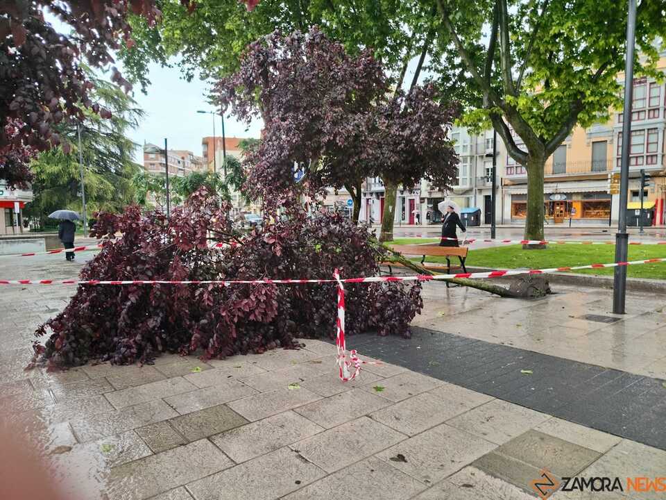 Arbol caído Plaza de La Marina 