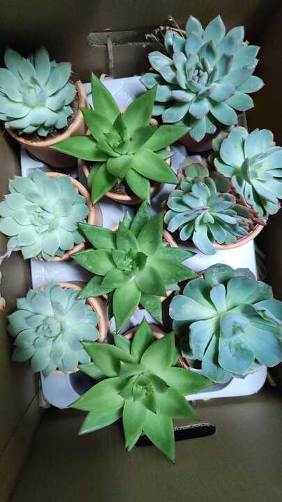 Plantas