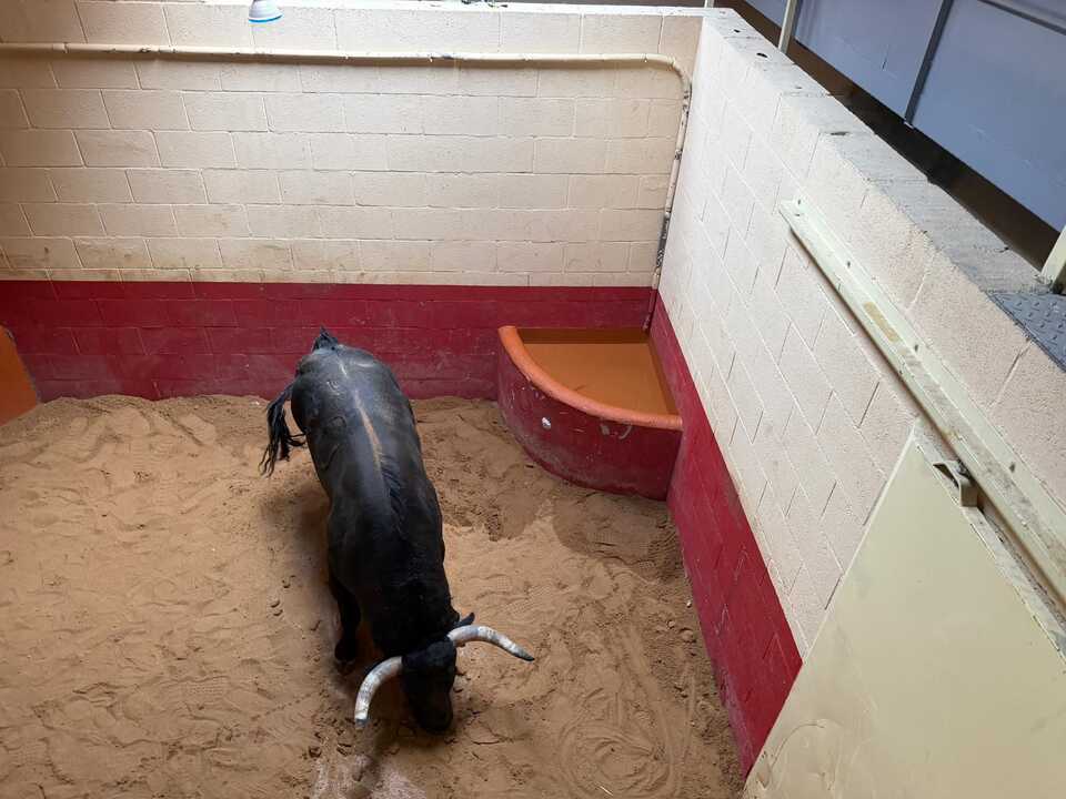 toro enmaromado Benavente (1)