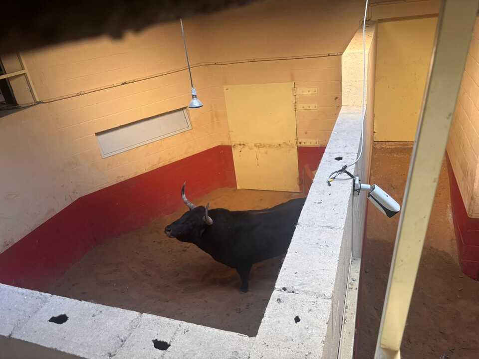 toro enmaromado Benavente (3)