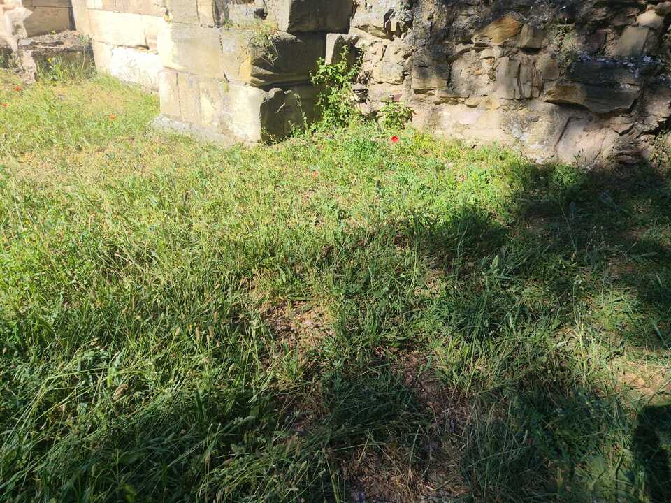 Pradera sin desbrozar