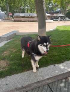 Fox, perro perdido en Zamora (2)