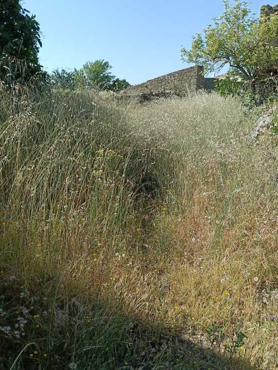maleza