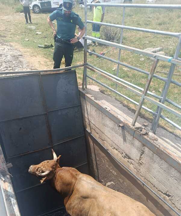 rescate de un Toro en Sanabria  (2)