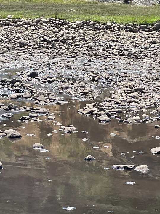 toneladas de ceniza acumuladas en la piscina fluvial de Porto de Sanabria  (4)