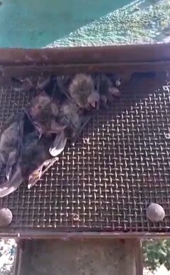 Murciélagos fuera de su caja a plena luz del día