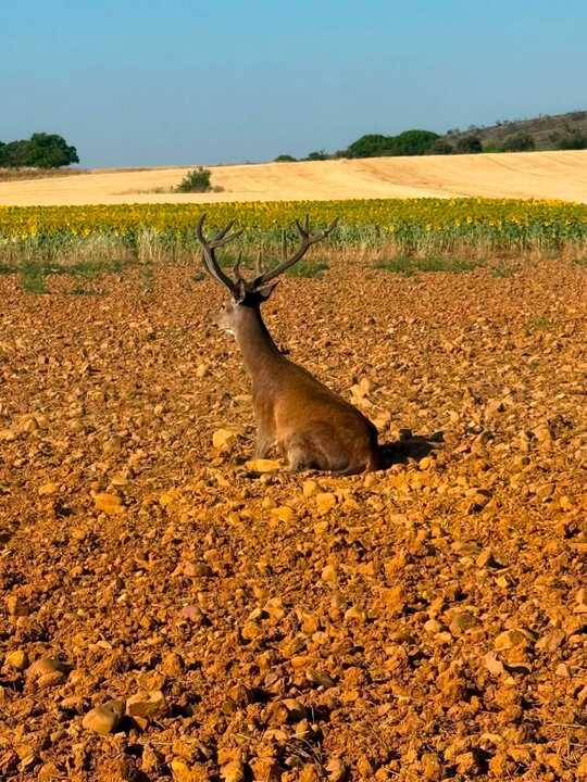 ciervo
