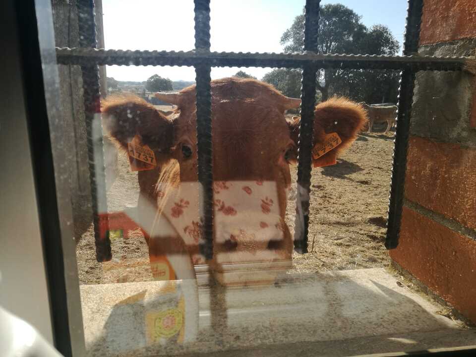 vacas en la ventana