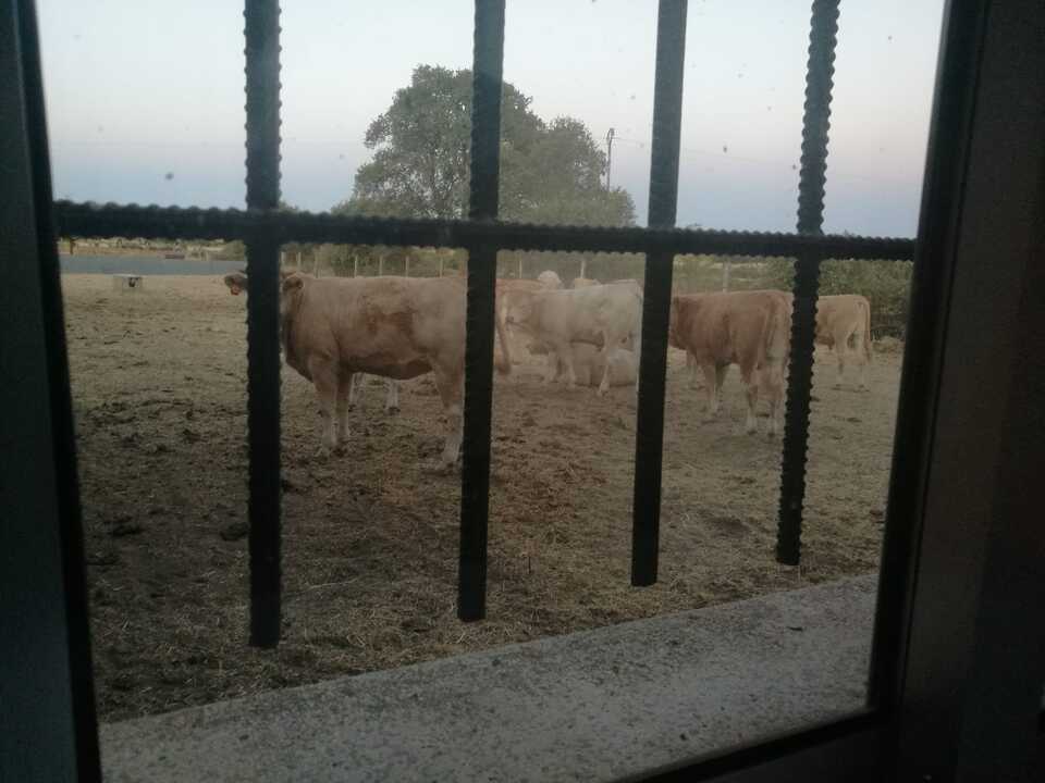 vacas en viñuela de sayago