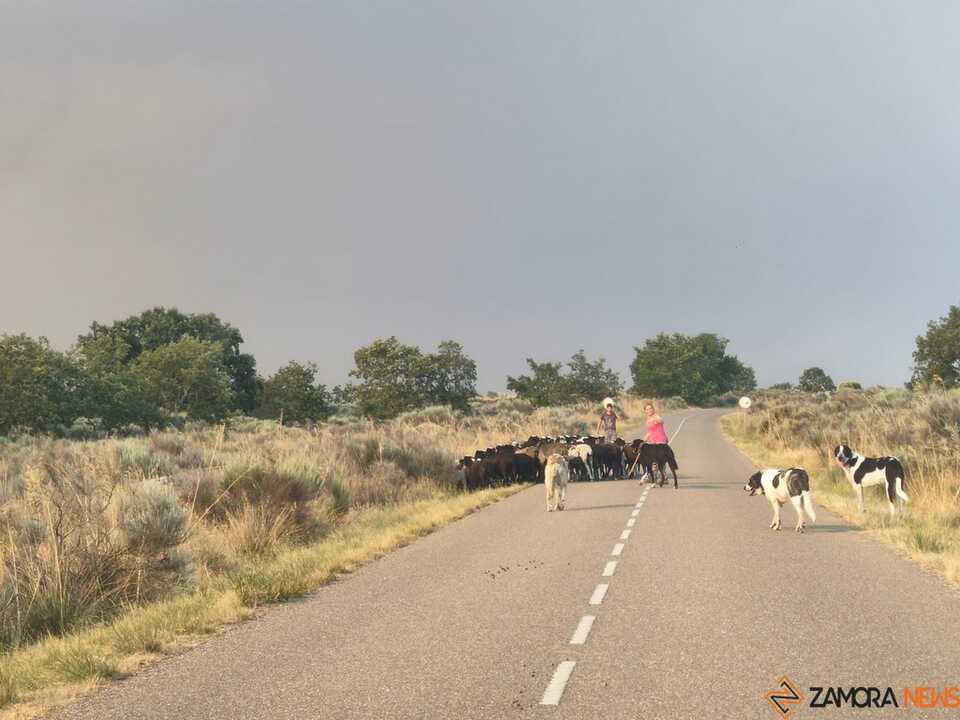 Incendio Fermoselle _10