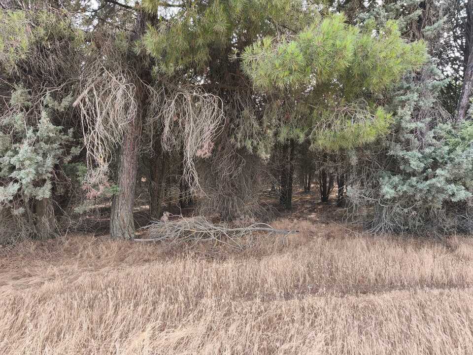 El bosque colindante a las parcelas de la planta.