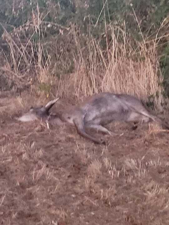 Corza muerta tras el choque